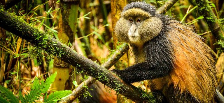 Rwanda tours: Chimps