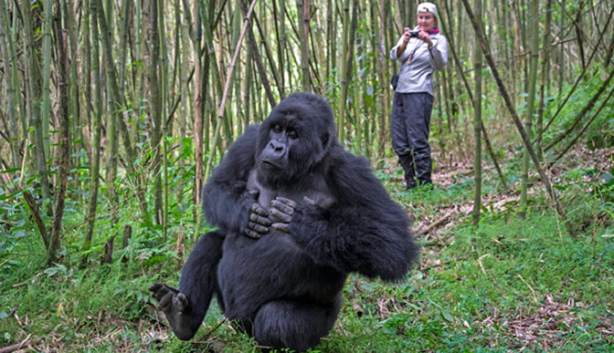 Gorilla trekking